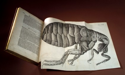 L0043503 Robert Hooke, Micrographia, flea